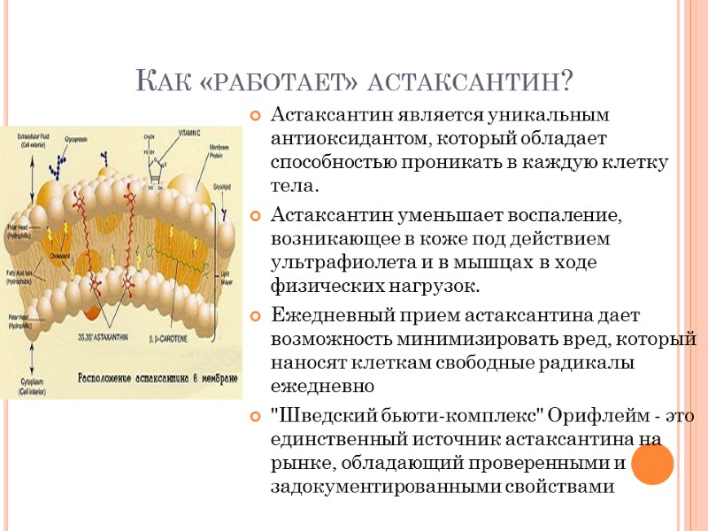Как «работает» астаксантин? Астаксантин является уникальным антиоксидантом, который обладает способностью проникать в каждую клетку